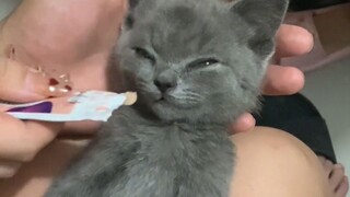 "I woke up from my dying dream and found a cat noodle in my mouth"