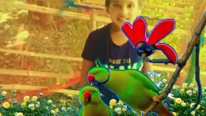 টিয়া পাখি হাওয়া উড়ে উড়ে চলে যায়