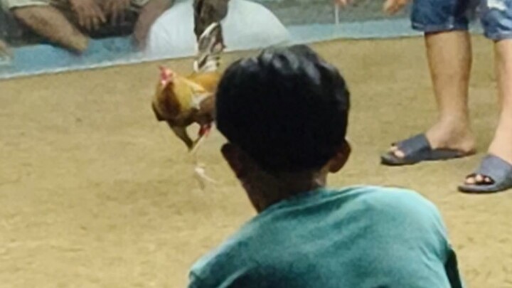 4 STAG DERBY CHAMPION 3          GHX2015 JR3