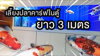 ซื้อปลาคาร์ฟมาเลี้ยงในตู้ปลาใหญ่ยาว 3 เมตร เลยเป็นอย่างที่เห็น