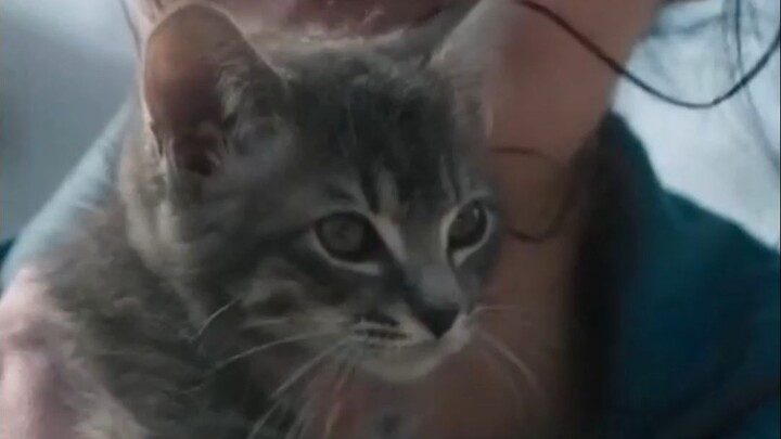 I found a cat, everyone! It’s coming home with me!