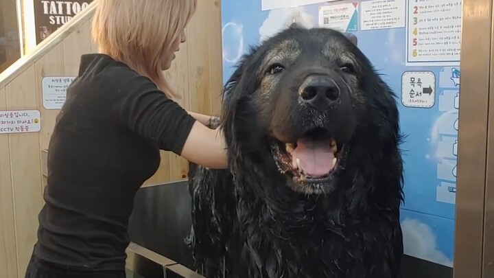 What’s it like bathing a giant dog twice the size of a regular one?