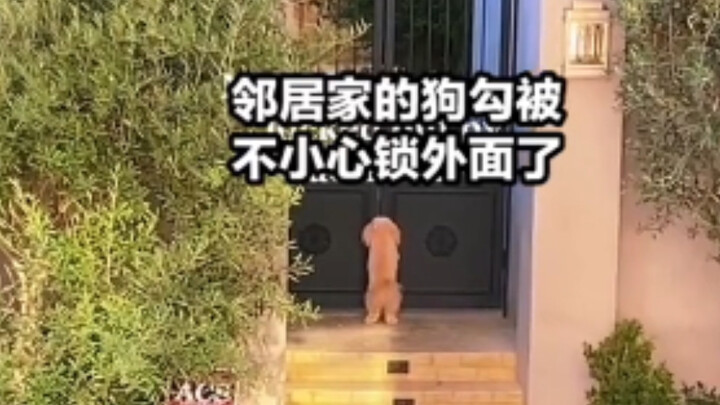 The neighbor’s dog got accidentally locked outside!