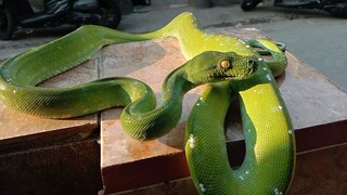 Ular sanca hijau / Green tree python ( Morelia viridis ) locality Aru