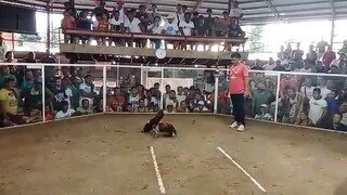 3 COCK DERBY BGBAC CHAMP. 2ND FYT 2X W.CECIL CROSS BULLSTAG POTOL TARI SA KALABAN#BISDAK WARRIORS