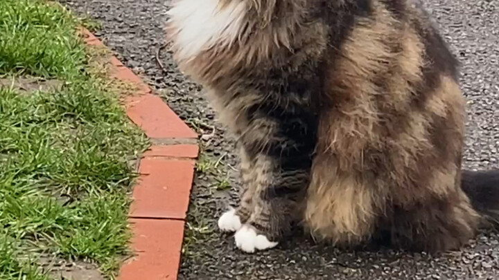 แมวน้อยสุดเท่ที่พบระหว่างทางไปโรงเรียน