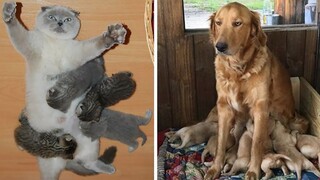 Try Not To Laugh Animals Funny Pet Fails - Cute Pets Doing Funny Things 2019 | Cute Dogs And Cats