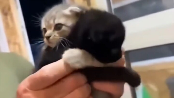 Cuộc đời mèo có hai bảo bối