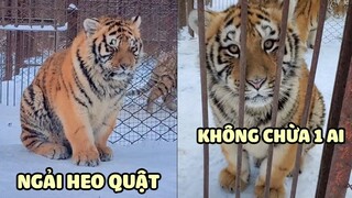 Ngải Heo Quật Không Chừa 1 Ai, Chúa Tể Sơn Lâm Cũng Phải Béo Phì 😂