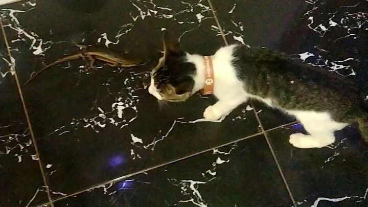 love your Cat, and he will love you In return #I love Cats.