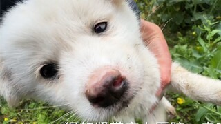 Anak anjing yang saya ambil dari tempat pembuangan sampah secara tidak sengaja menelan pestisida, da