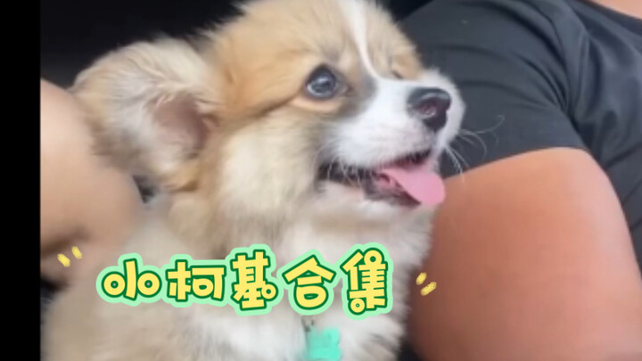 รวมหมาคอร์กี้น่ารัก 03