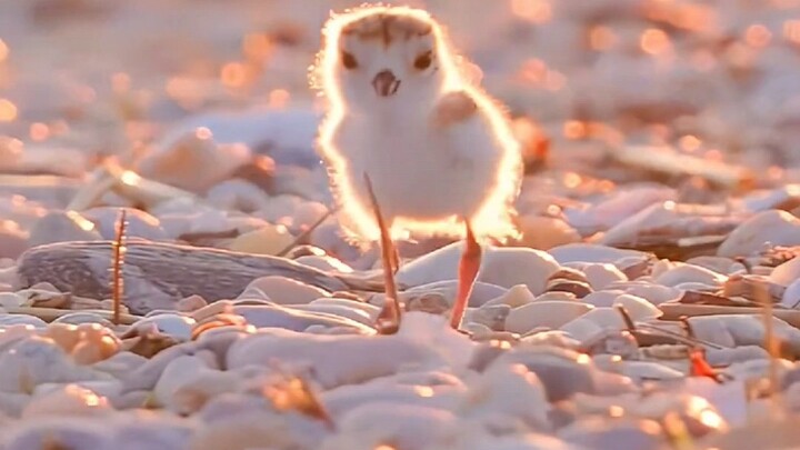 Burung sandpiper kecil yang menggemaskan ini, tentu saja harus dibagikan kepada orang yang paling, p