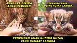 Awalnya Dikira Anak Harimau, Seorang Pria Terkejut Dengan Penemuan Anak Kucing Hutan Langka