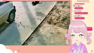 日本妖精看《倒 霉 动 物》