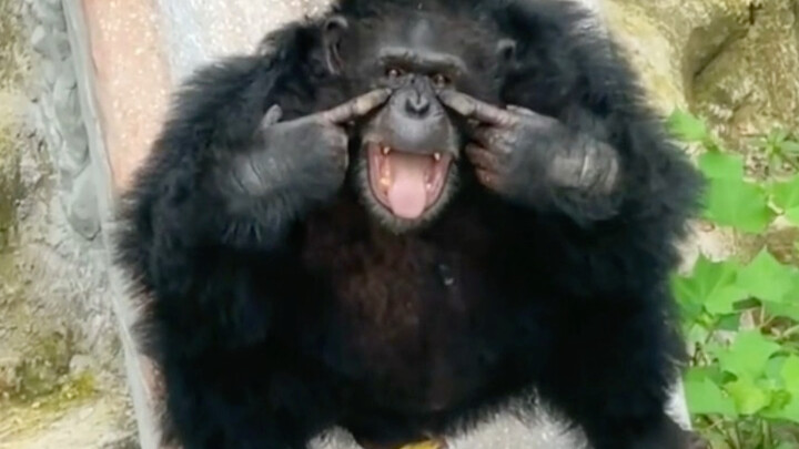 Chú tinh tinh Dư Huy đã tiến hóa đúng mức: vừa sống vui vẻ, lại chẳng phải đi làm!