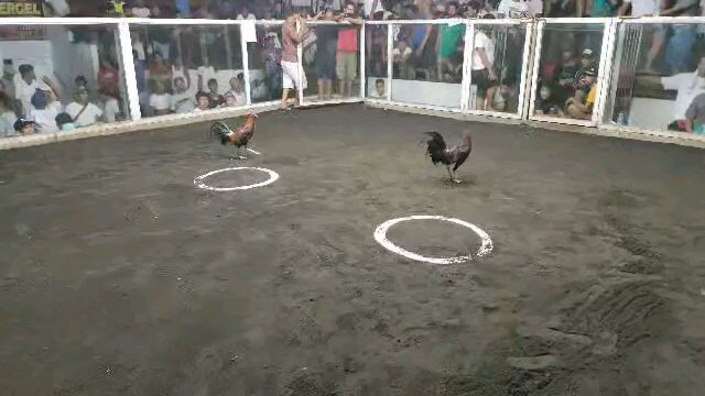 1st fight Tabaco Fiesta Derby - Win