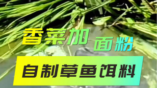 自制草鱼饵料，香菜加白面