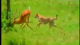 猎豹为什么跑不过羚羊？