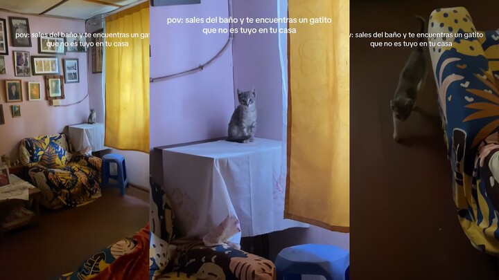 أغتسل لثوانٍ، وإذا بي أجد قطة إضافية!