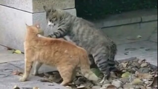 I heard that calico cats are the pinnacle of the feline world!