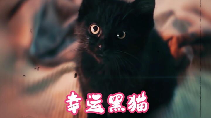 A lucky black cat—would you like to have one?