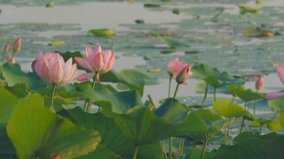 Khi tôi trở lại thuyền muộn, tôi lạc vào chốn sâu thẳm của hoa sen