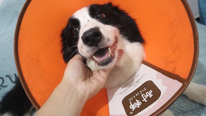 The border collie, after surgery, obediently takes its medication—its owner is very relieved!