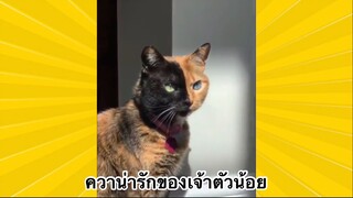 สัตว์เลี้ยงเพื่อนขนปุย : ความน่ารักของเจ้าตัวน้อย