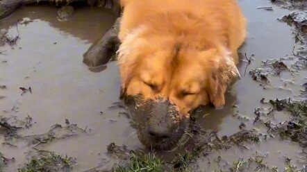 Comfort Dog: Just tell me—will you treat it or not?