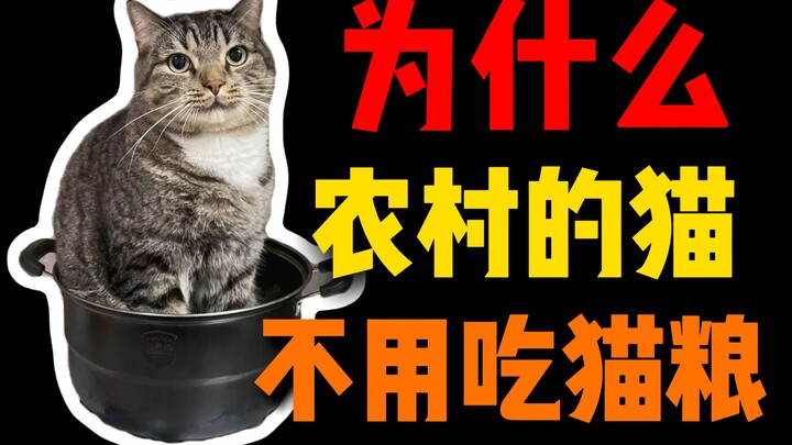 Tâm lý bị phá vỡ! Bị mèo mướp ở quê coi như người đi xin ăn