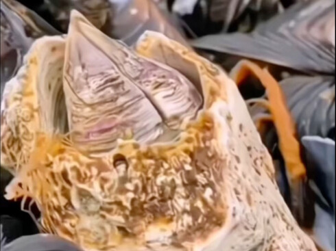 Hàu bám vừa kinh vừa ngon!