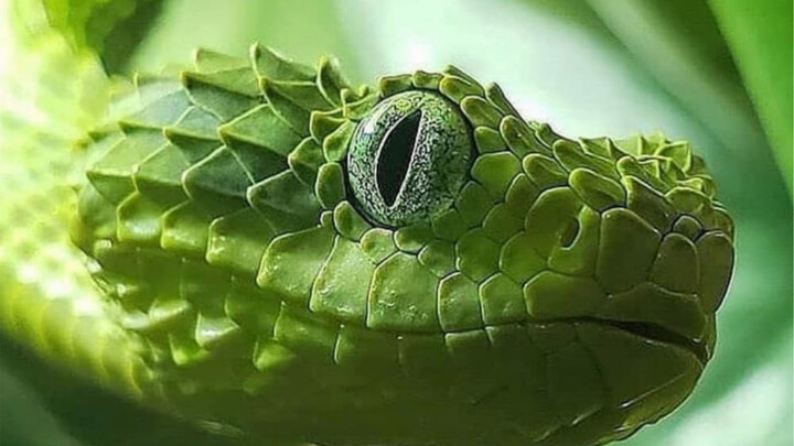 คลิปมิกซ์ภาพสุดงดงามของมังกรและงูในหนึ่งนาที 【งูพิษเกล็ดต้นไม้ | สัตว์เลื้อยคลาน】