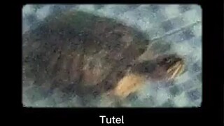 tutel 😃