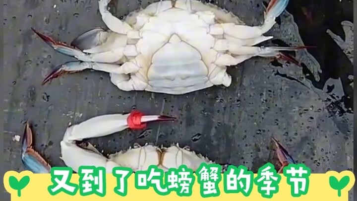 吃螃蟹的季节又到了，我不是不会挑螃蟹，只是没钱买螃蟹！