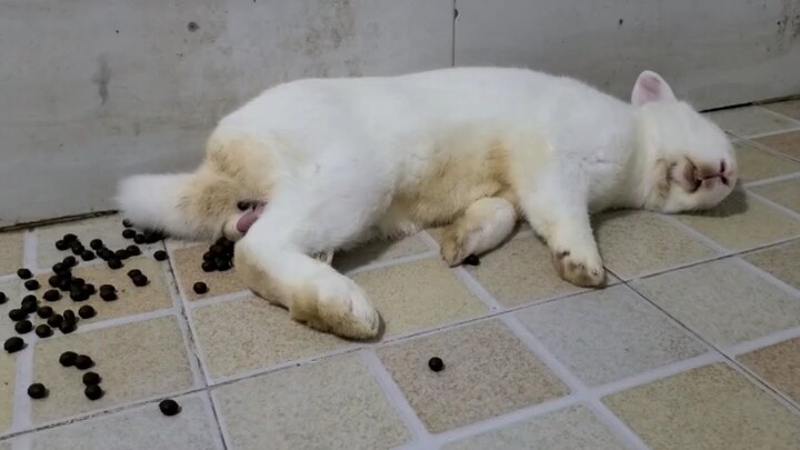 [Animals] The Poop Of The Rabbit Looks Like Pearl In Milk Tea