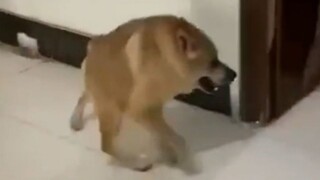 [Animals]Funny but cute behaviors of pet dogs