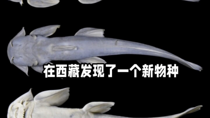 Spesies baru ditemukan di Tibet!!!