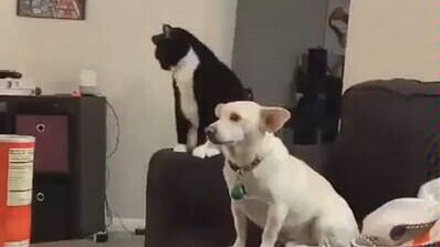 Mèo: Nghĩ xem cái đầu chó này nên đánh thế nào