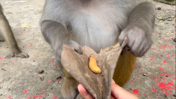 Big thanks to Brother Monkey for helping me remove the thorn—treat you to a bamboo worm!