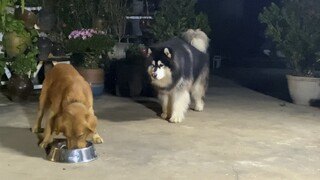 [Animals]A Golden Retriever eats up the food of a Husky