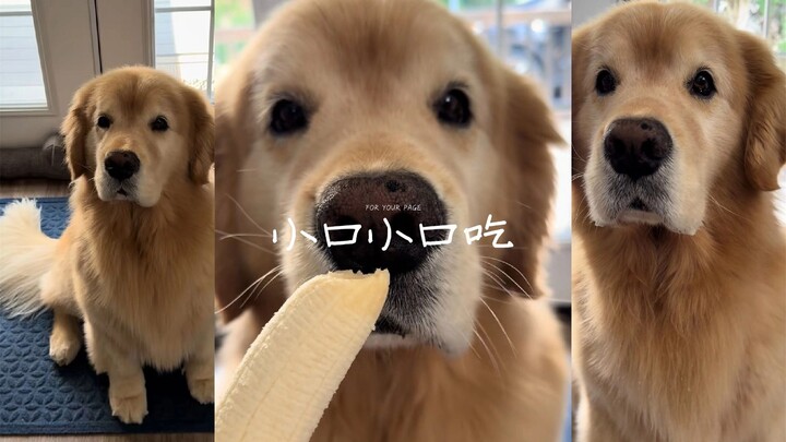 Pisang sangat enak, hanya saja anjing golden retriever besar itu belum juga belajar makan perlahan.