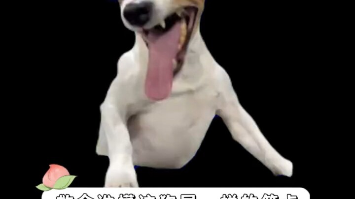 الكلب: أصبح مهذبًا، أرجوك اتركني وشأني.