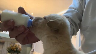Saya mengambil anak anjing kecil setelah memancing di malam hari