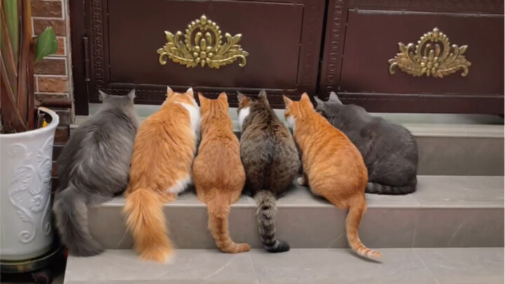 Today, we’ll reveal what the little kitten is staring at by the door~