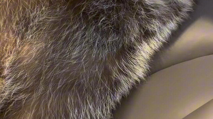 قص أظافر الطفل الراكون السمين: لازم نُغريه ونخدعه معًا #الراكون_الصغير #انطلاقة_حيوانات_أليفةٍ ظريفة