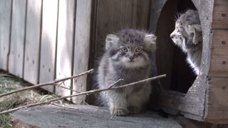 【Caracal】Keenam bayi kecilnya sudah keluar!