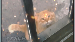 “我在原地等了你三年，只是为了成为你的小猫”