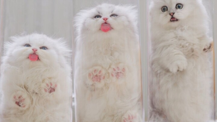 Mèo mèo này, tớ bị lũ thú hai chân lừa nhét vào cái ống rồi!