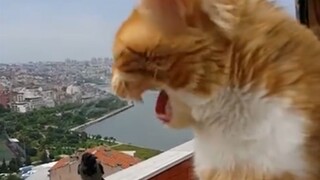 Cuộc cãi vã dữ dội, căng thẳng giữa Big Orange và Crow: "Sao hai người lại hét to thế?"